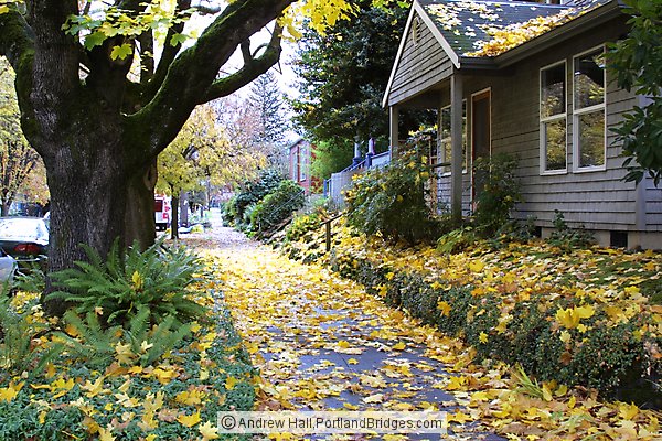 Fall Leaves, Portland Street Scenes