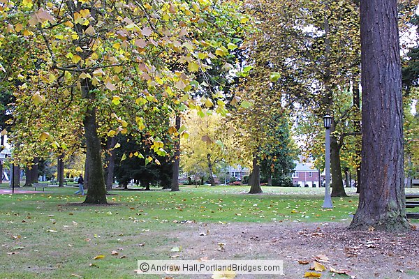 Fall Leaves, Portland Street Scenes