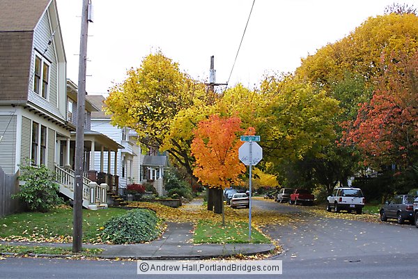 Fall Leaves, Portland Street Scenes