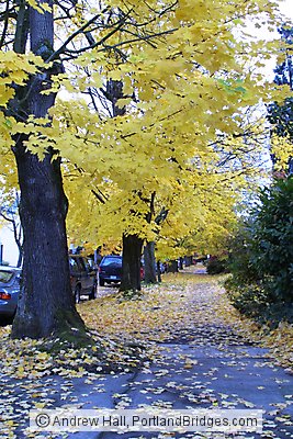 Fall Leaves, Portland Street Scenes