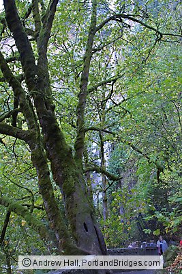 Columbia River Gorge Trees, near Multnomah Falls