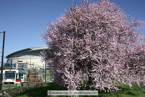 Spring Blossoms, MAX Train, Rose Quarter (Portland, Oregon)