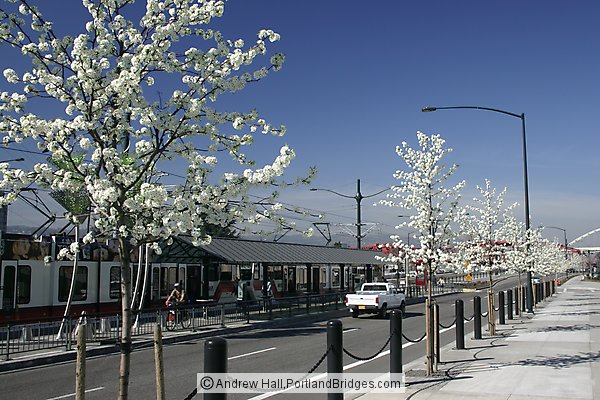 Spring Blossoms, Rose Quarter MAX Stop (Portland, Oregon)