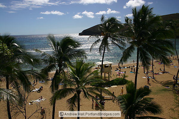Oahu, Hawaii:  Hanauma Bay, Palm Trees