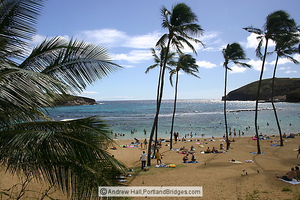 Oahu, Hawaii:  Hanauma Bay Beach, Palm Trees