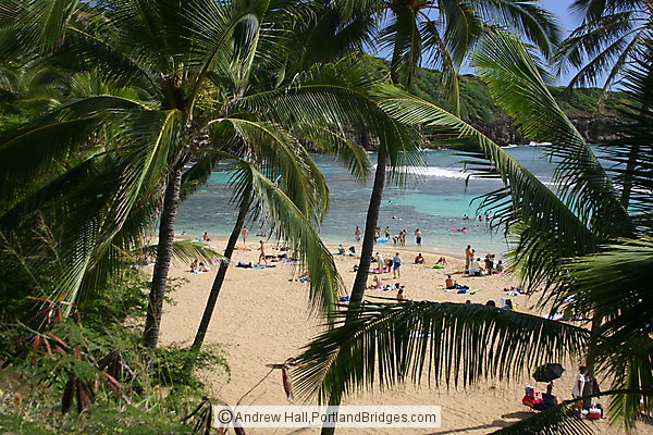 Oahu, Hawaii:  Hanauma Bay Beach, Palm Trees