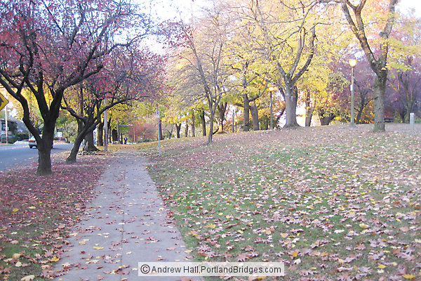 Irving Park, Irvington, NE Portland, Fall Leaves
