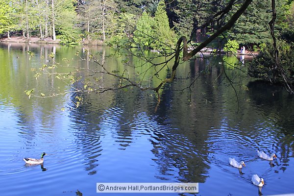 Laurelhurst Park, Lake, Ducks, Portland