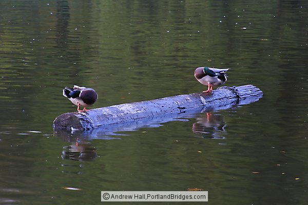 Laurelhurst Park, Fall Leaves, Lake, Ducks (Portland, Oregon)