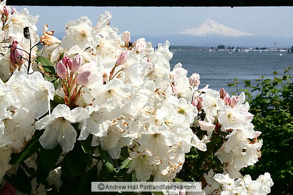 Flowers, Mt. Hood