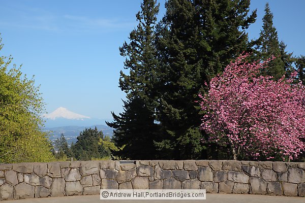 Mt. Hood, Spring Blossoms, from Council Crest Park (Portland, Oregon)