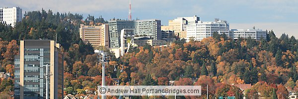 Oregon Health Sciences University (OHSU), Portland Aerial Tram, Fall Leaves