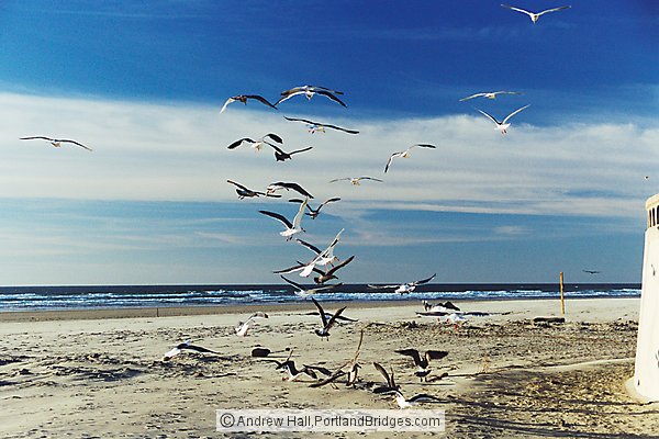 Seaside, Oregon Beach,  Seagulls