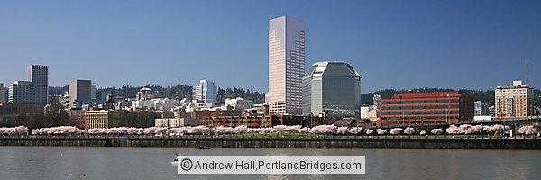 Willamette River, Waterfront Blossoms, US Bancorp Tower (Portland, Oregon)