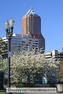 KOIN Tower, Spring Blossoms (Portland, Oregon)