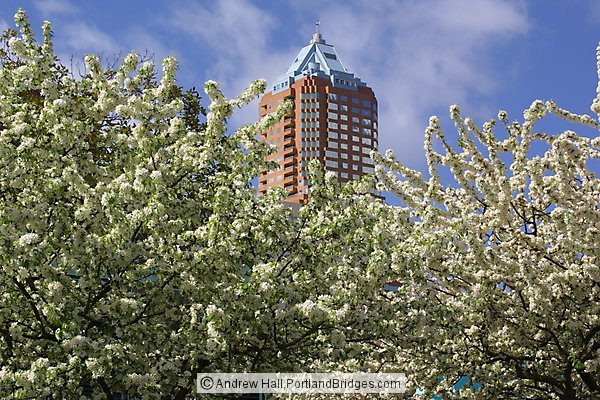 KOIN Tower, Spring Blossoms (Portland, Oregon)