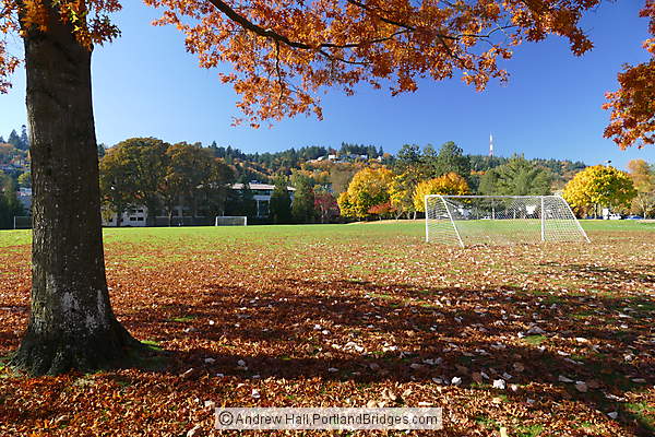 Fall Leaves in Willamette Park (Portland, Oregon)