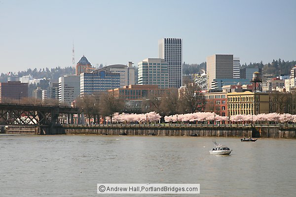 Portland City Buildings, Waterfront Blossoms, Willamette River