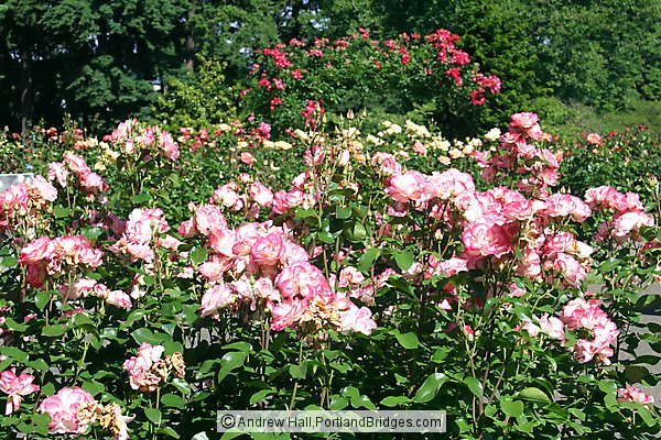 Portland Rose Garden on Portland Rose Garden  Photo  Portlandbridges Com