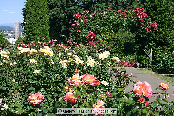 Portland Rose Garden