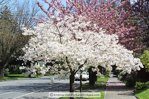 Laurelhurst, East Burnside, Spring Blossoms, Portland