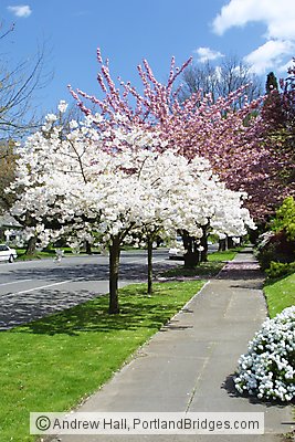 Portland Street Scenes, Spring Blossoms