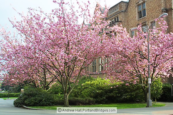 Cherry Blossoms, University of Washington Campus, Seattle