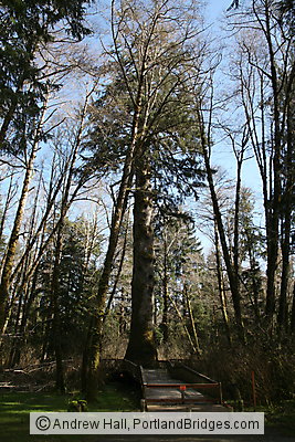 Largest Sitka Spruce Tree, Oregon, Klootchy Creek Park