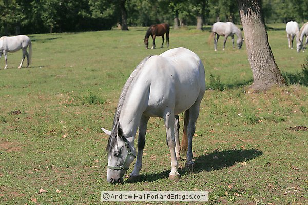 Lipizzaner Stallions, Lipica Stud Farm, Slovenia