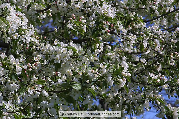 Spring Blossoms (Portland, Oregon)
