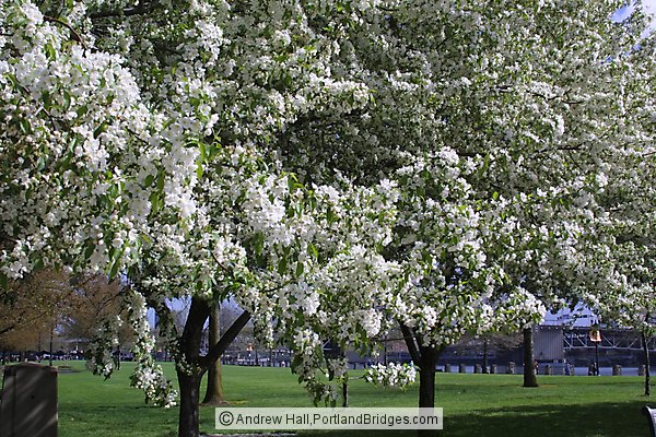 Tom McCall Waterfront Park, Spring Blossoms, 2002 (Portland, Oregon)