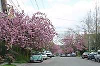 Portland SE Cherry Blossoms 