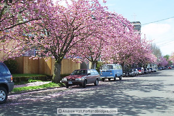Cherry Blossoms, Sunnyside (Hawthorne), SE Portland