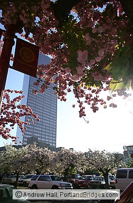 US Bancorp Tower, from Portland Chinatown, Spring Blossoms