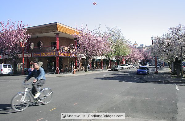 Portland Chinatown, Spring Blossoms, Bicycle