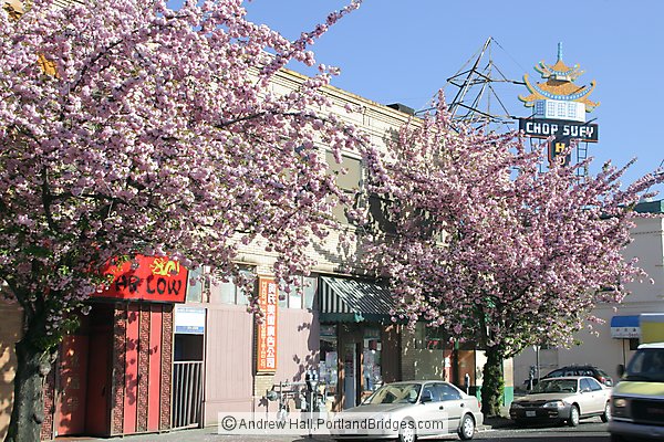 Portland Chinatown, Spring Blossoms