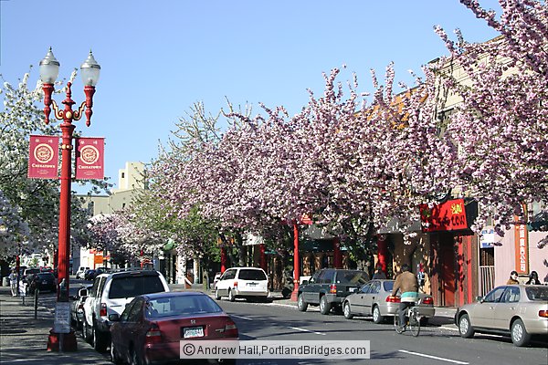 Portland Chinatown, Spring Blossoms
