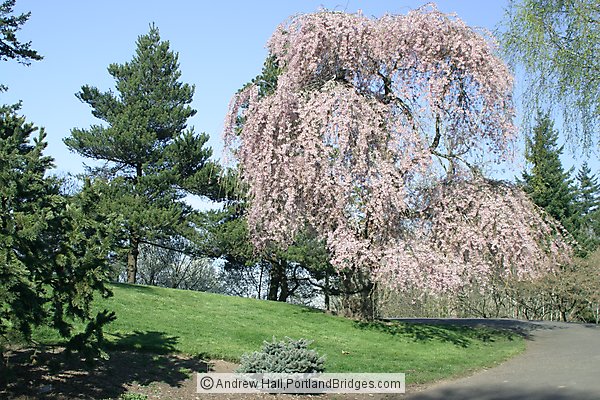 Spring Blossoms, Pittock Mansion Grounds (Portland, Oregon)