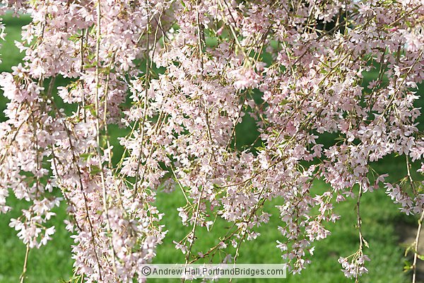 Spring Bloosoms, Closeup (Portland, Oregon)