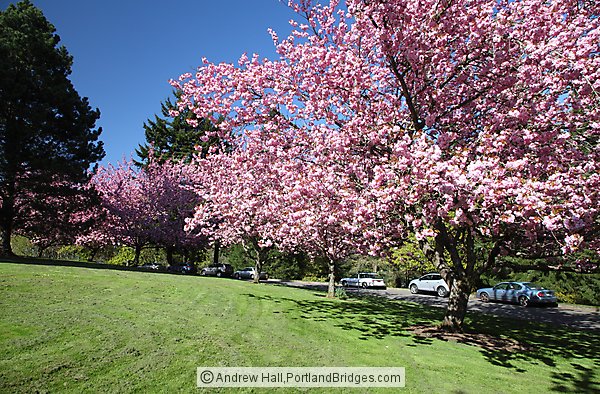 Spring Blossoms, Council Crest Park (Portland, Oregon)