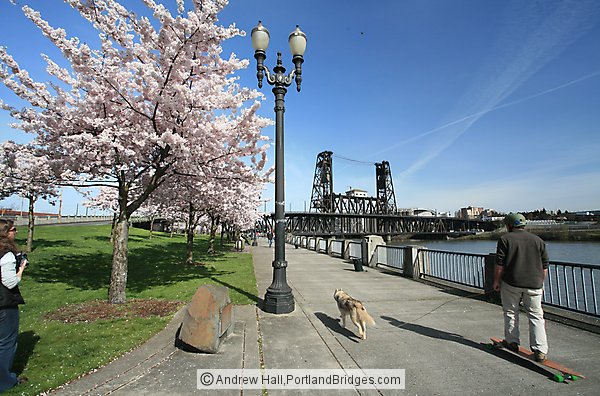 McCall Waterfront Park Blossoms, Steel Bridge (Portland, Oregon)