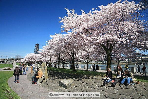 Waterfront Blossoms, Tom McCall Waterfront Park (Portland, Oregon)