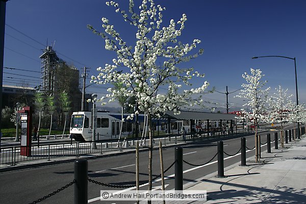 Spring Blossoms, Rose Quarter MAX Stop