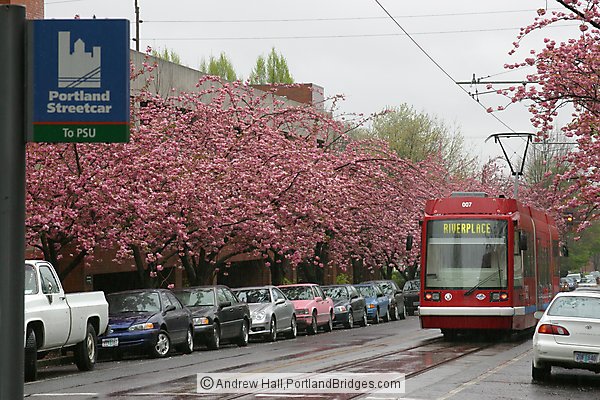 Portland Streetcar, Spring Blossoms, Rain