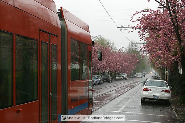 Portland Streetcar, Spring Blossoms, Rain