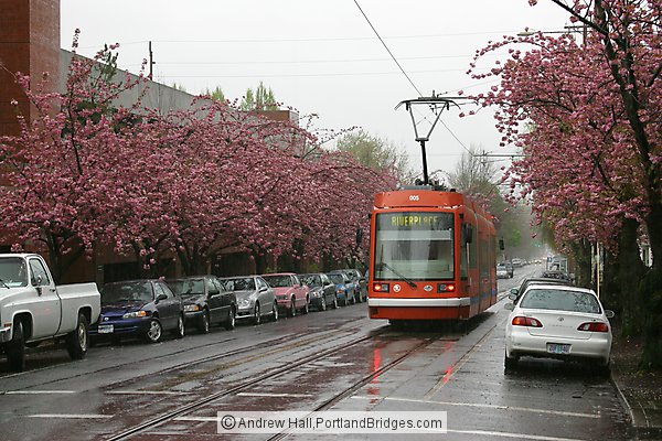 Portland Streetcar, Spring Blossoms, Rain
