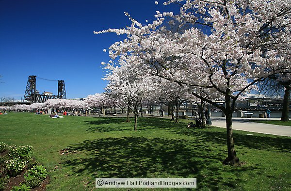 Waterfront Blossoms, Steel Bridge, Portland