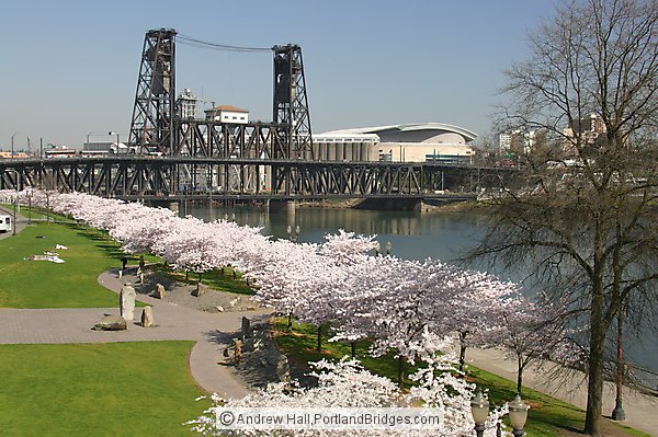 Spring Blossoms, Waterfront Park, Steel Bridge (Portland, Oregon)