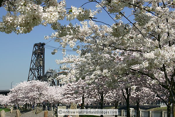 Spring Blossoms, Steel Bridge (Portland, Oregon)