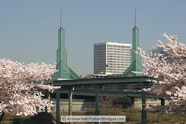 Oregon Convention Center, Spring Blossoms (Portland, Oregon)